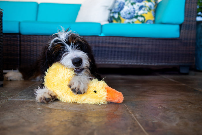 Dog playing with a yellow Multipet Duckworth plush duck toy with an orange beak
